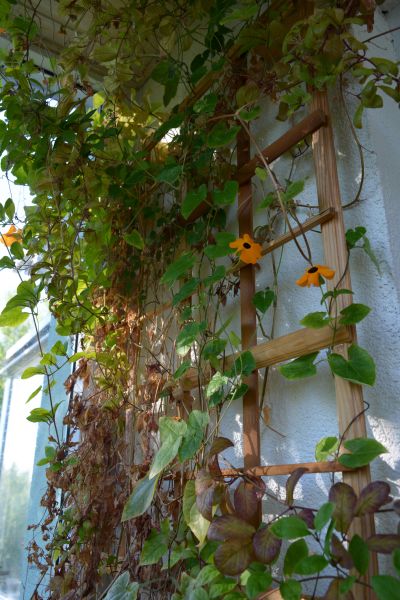 Wooden Garden Trellis Service