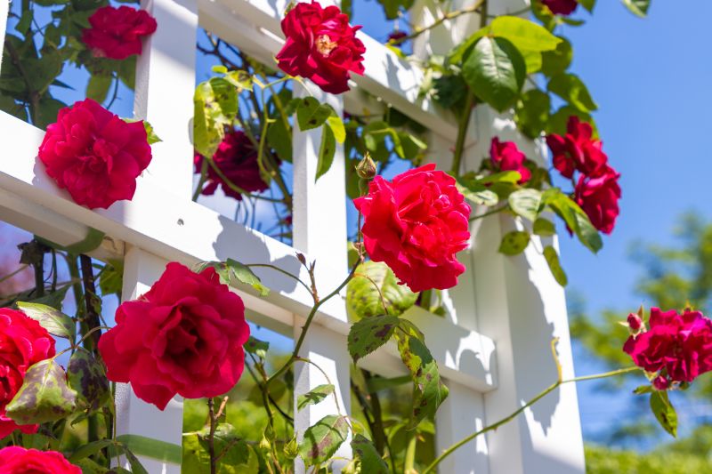 Wooden Garden Trellis Service