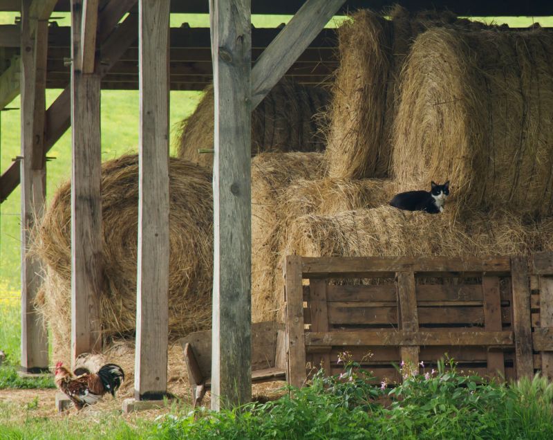 Livestock Barn Construction in Conroe, TX